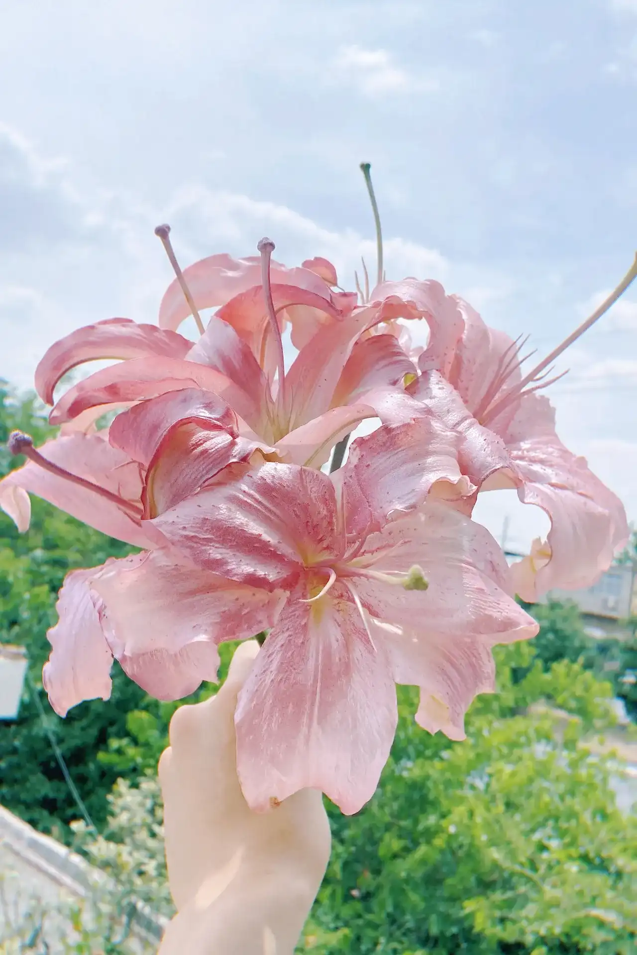 百年好合|百合手捧花